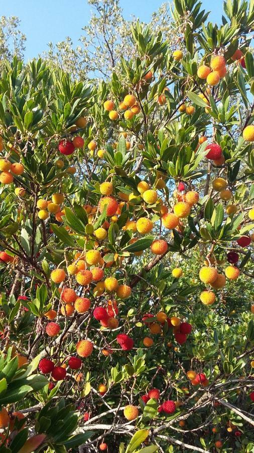 Corsica Monti Gite Appart Petreto-Bicchisano Екстериор снимка
